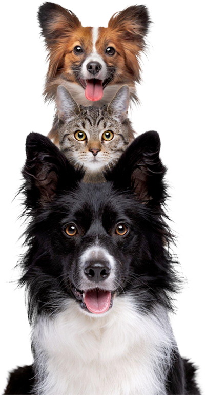 Schedule Appointments With Our Mandeville Vet