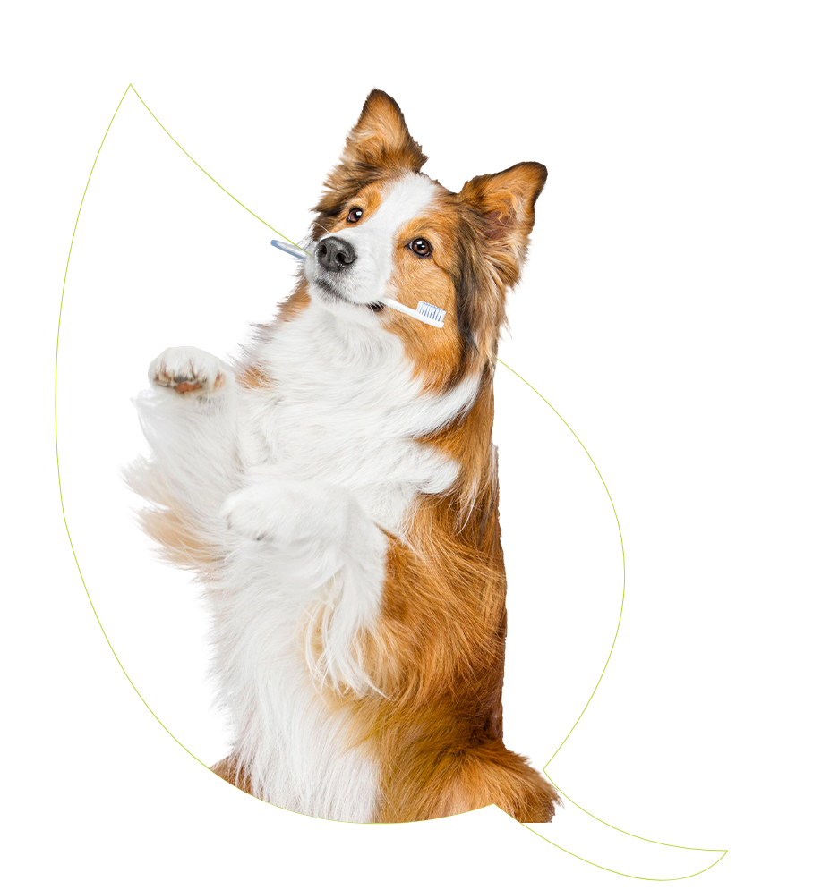 Dog With Toothbrush In Her Mouth