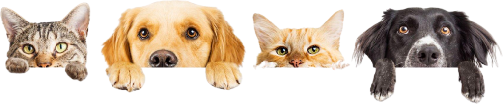 Pets Looking Over Ledge