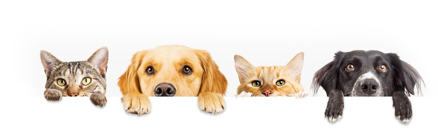 Pet's Looking Over Ledge