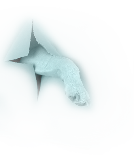 Dog Foot Coming out of Screen