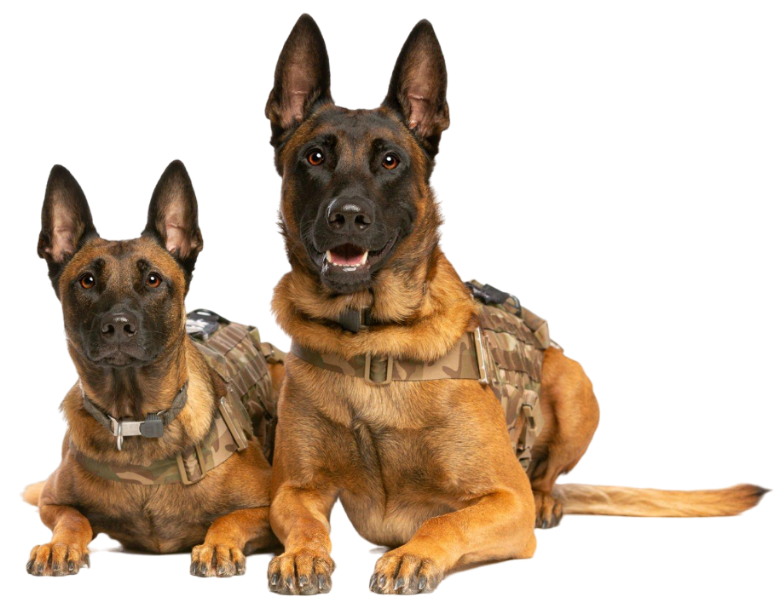 Two Military Dogs