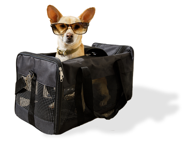 Dog Packed In Suitcase With Glasses On