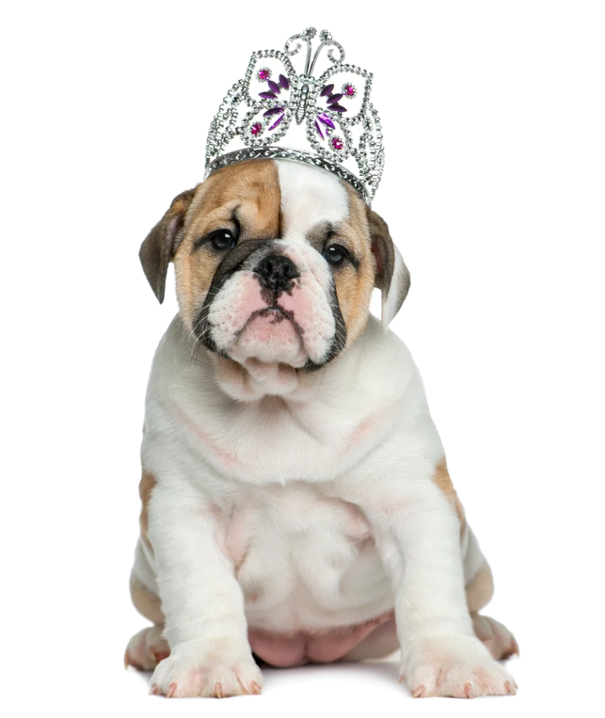 French Bulldog With Princess Crown