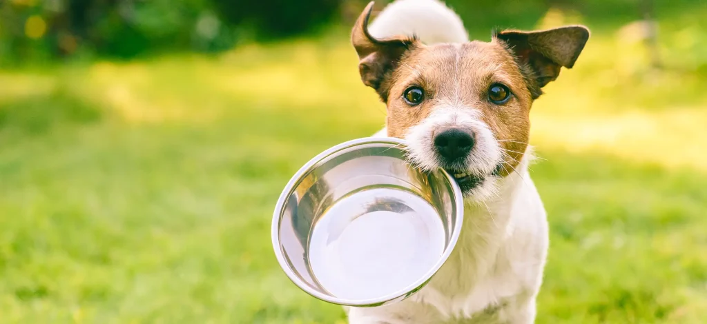 Pet Food Therapy